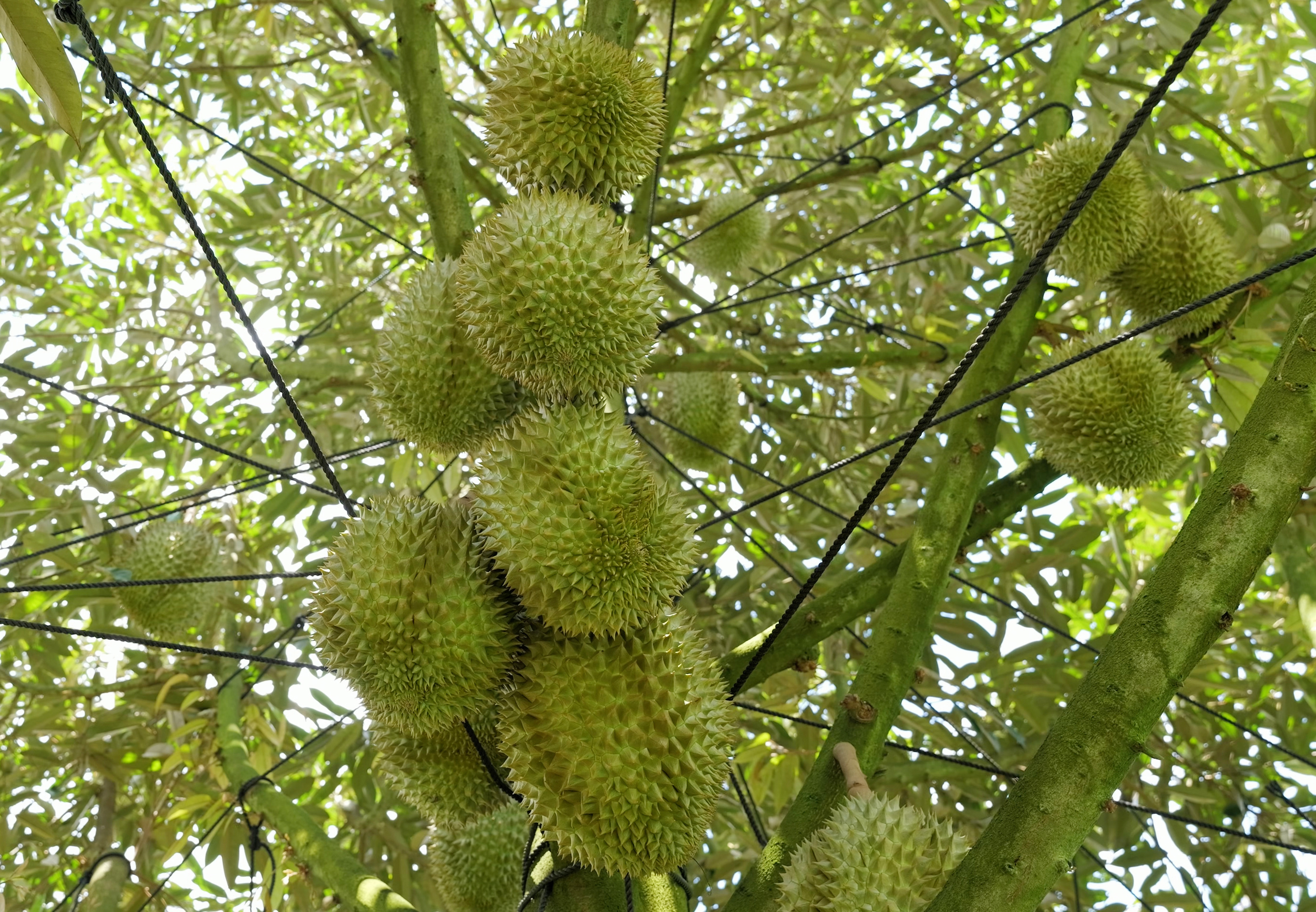 Trái đẹp 6