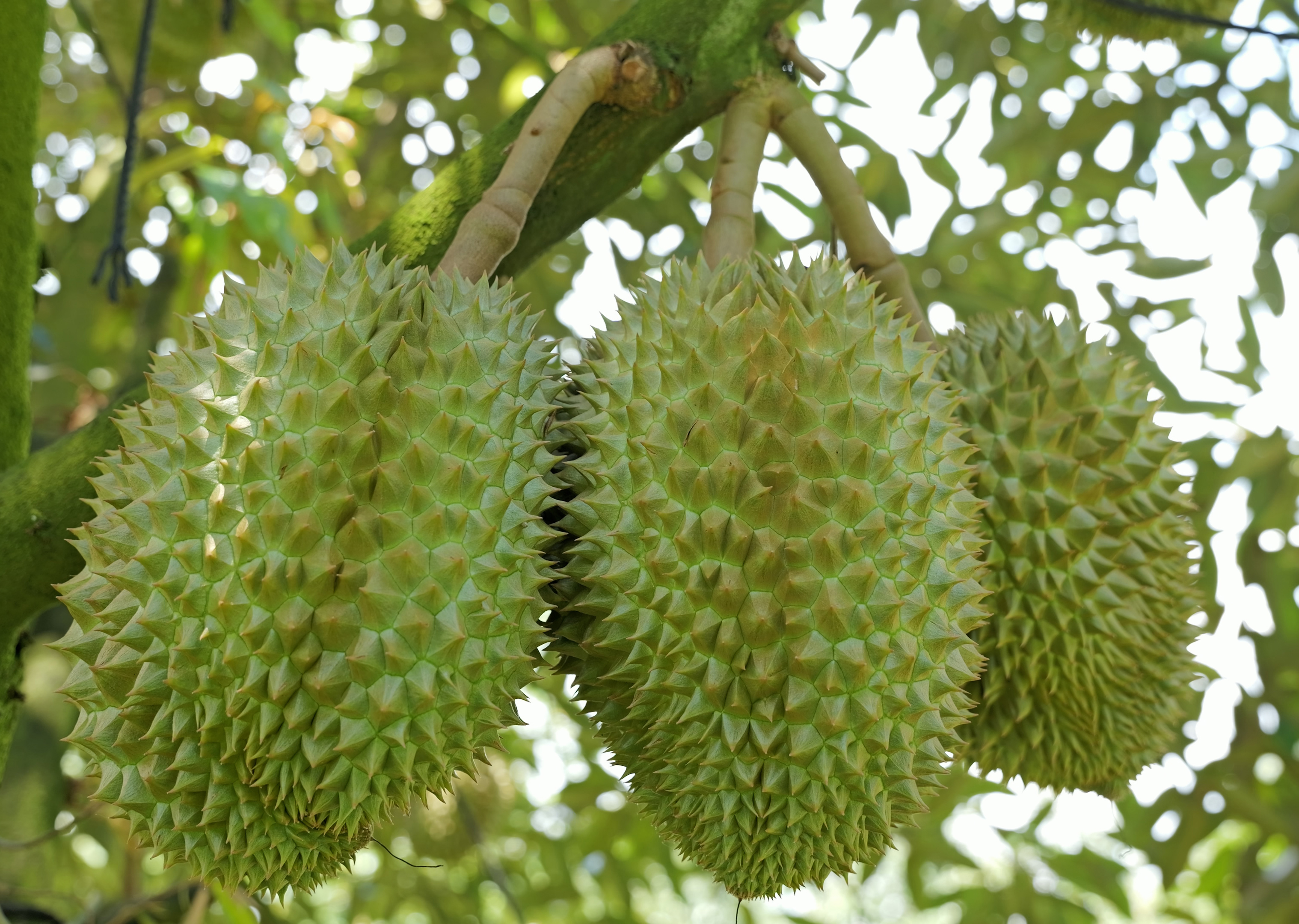 Trái đẹp 8