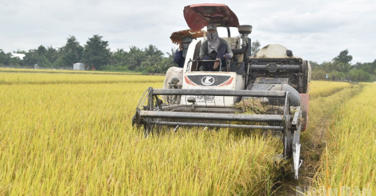 Áp dụng cơ giới hóa vào thu hoạch lúa ở tỉnh Đồng Tháp 