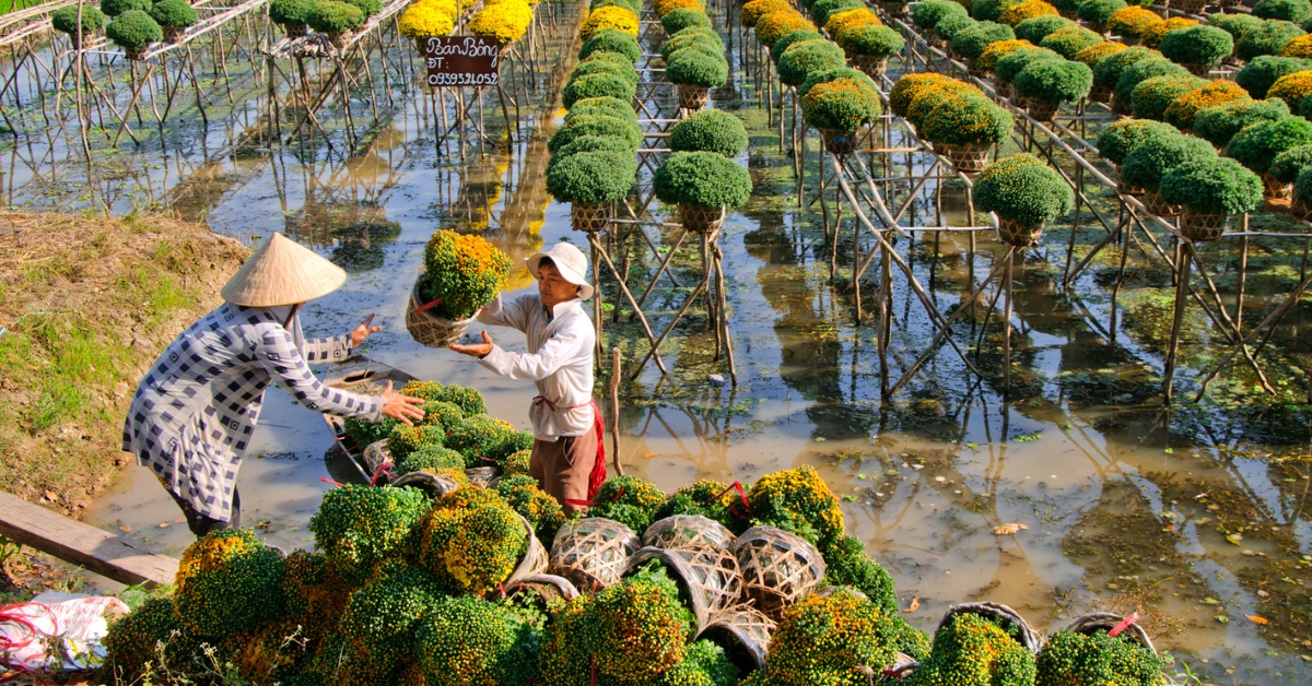 Đồng Tháp xác định hoa kiểng là 1 trong 5 ngành hàng chủ lực