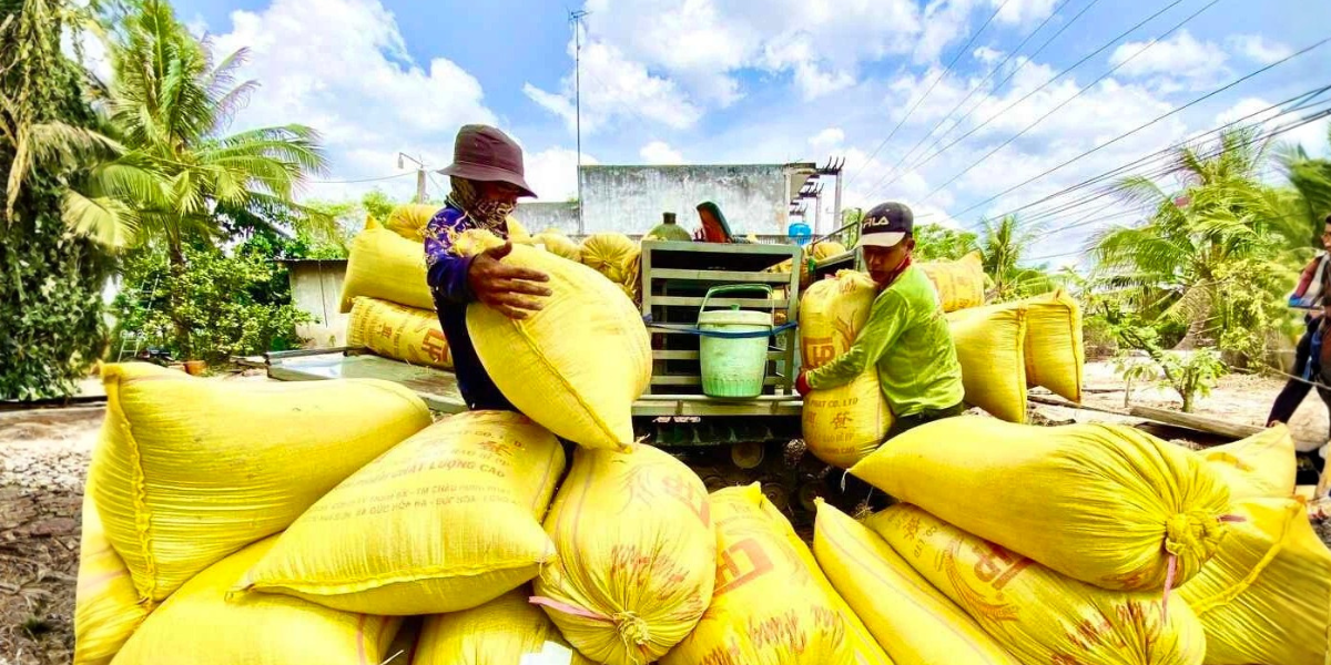 Việt Nam giữ vị trí nguồn cung gạo lớn thứ ba đến Singapore dù giá trị giảm