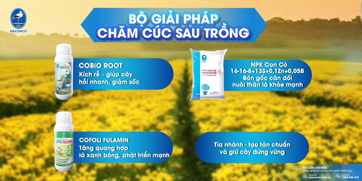 Bộ giải pháp chăm cúc sau trồng
