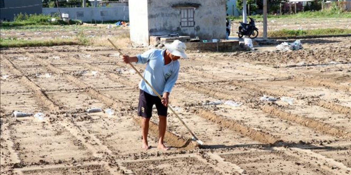 Nông dân ở xã Vĩnh Hải cải tạo đất chuẩn bị trồng rau màu phục vụ Tết nguyên đán