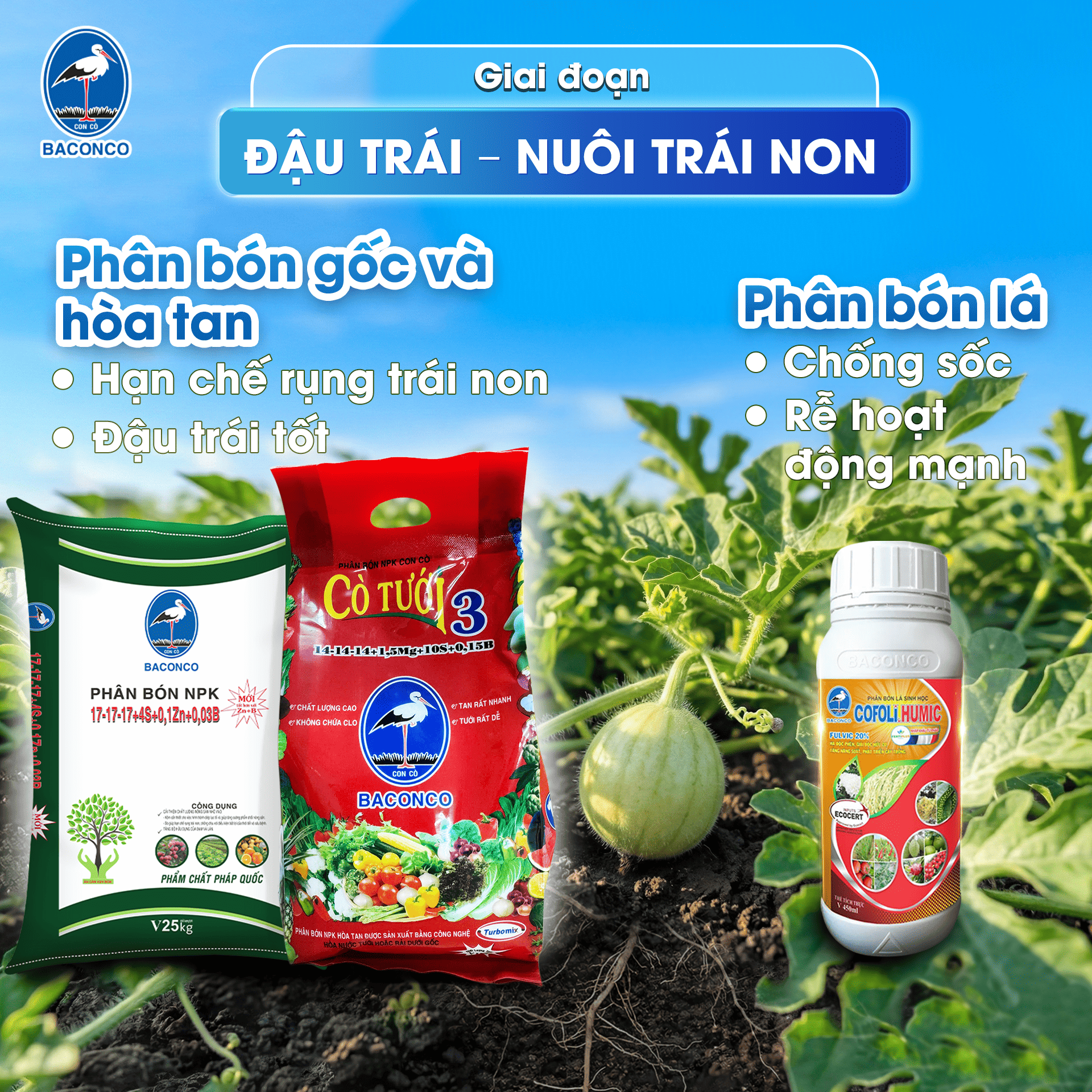 Giai đoạn đậu trái nuôi trái non