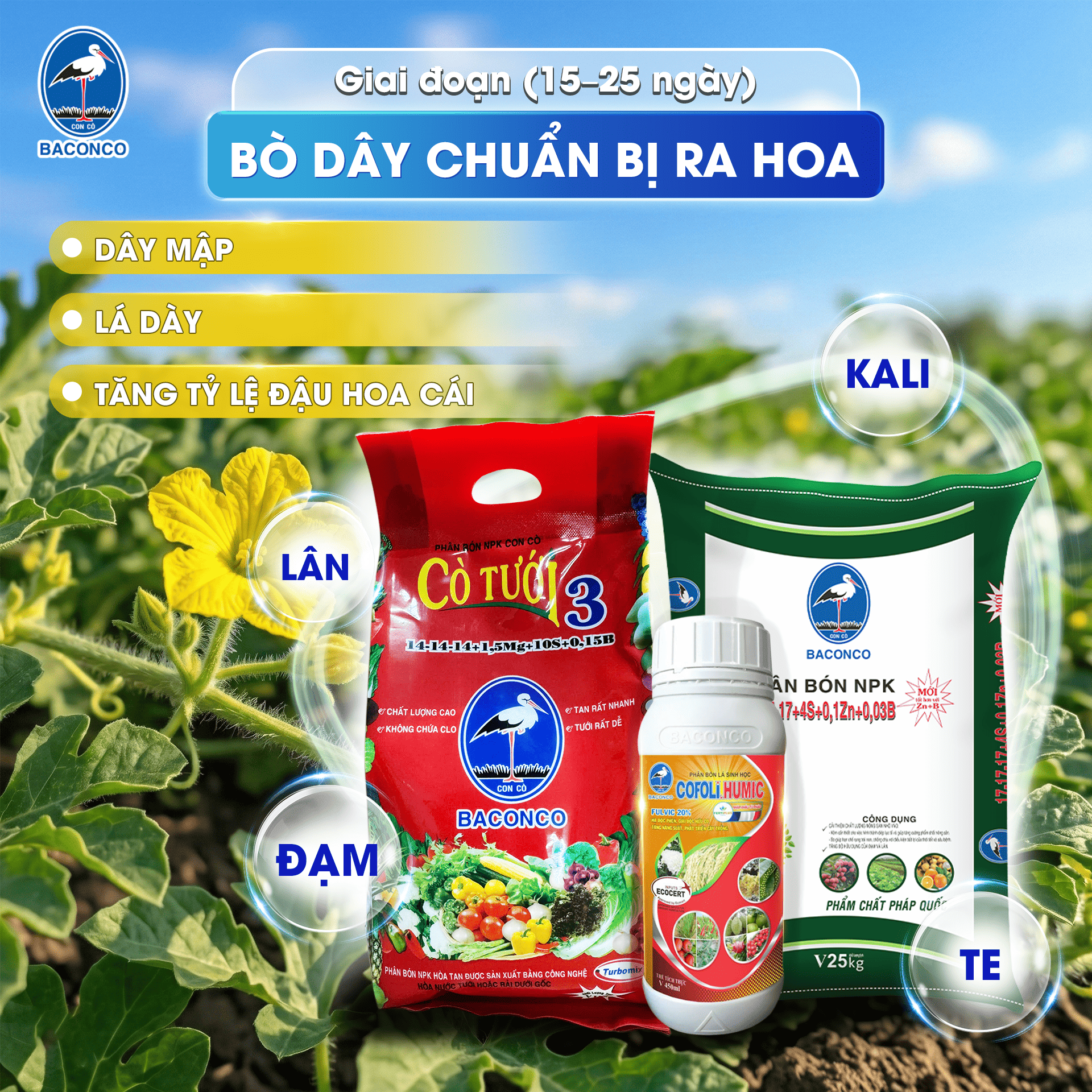 Giai đoạn bò dây chuẩn bị ra hoa 1525 ngày