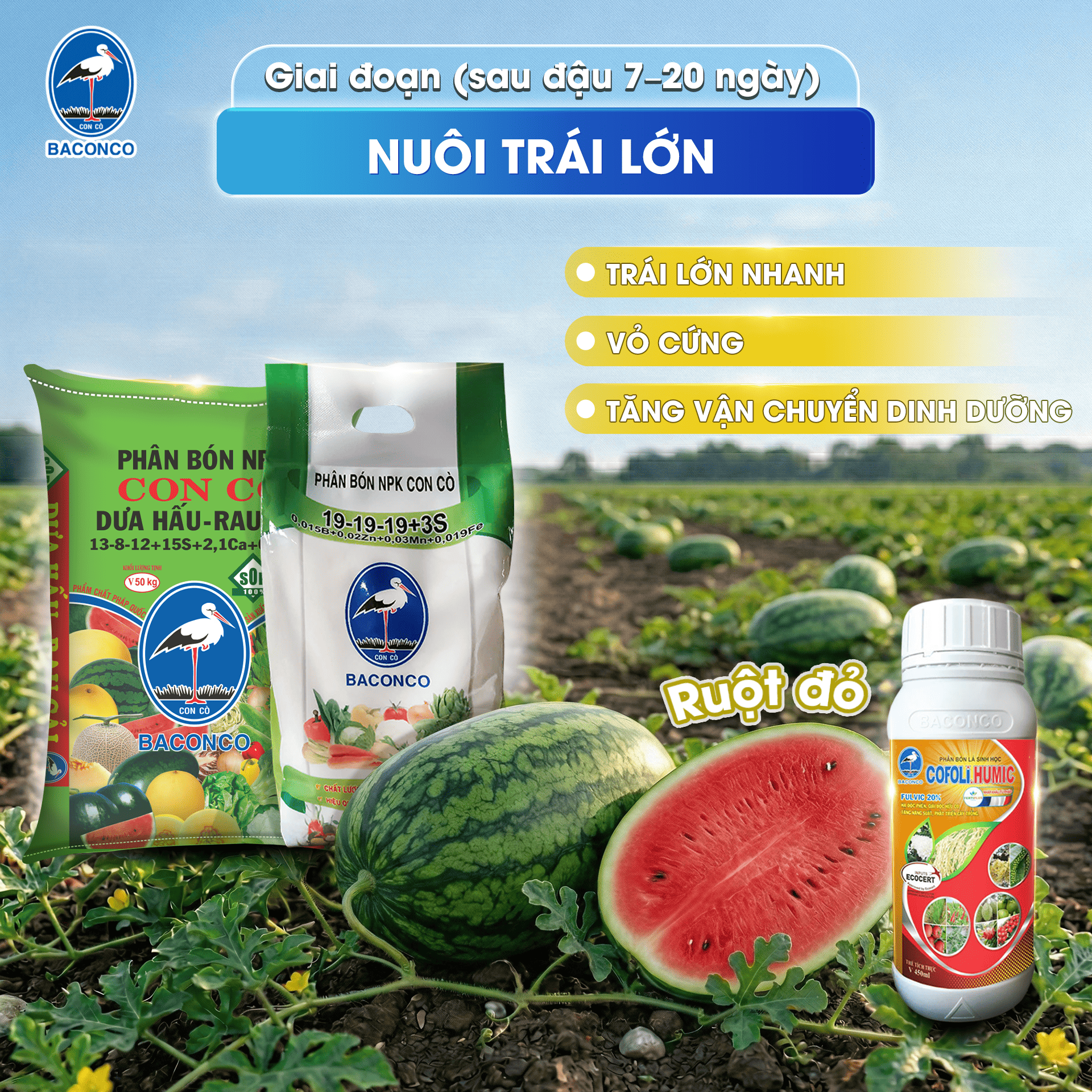 Giai đoạn nuôi trái lớn 7 20 ngày sau đậu