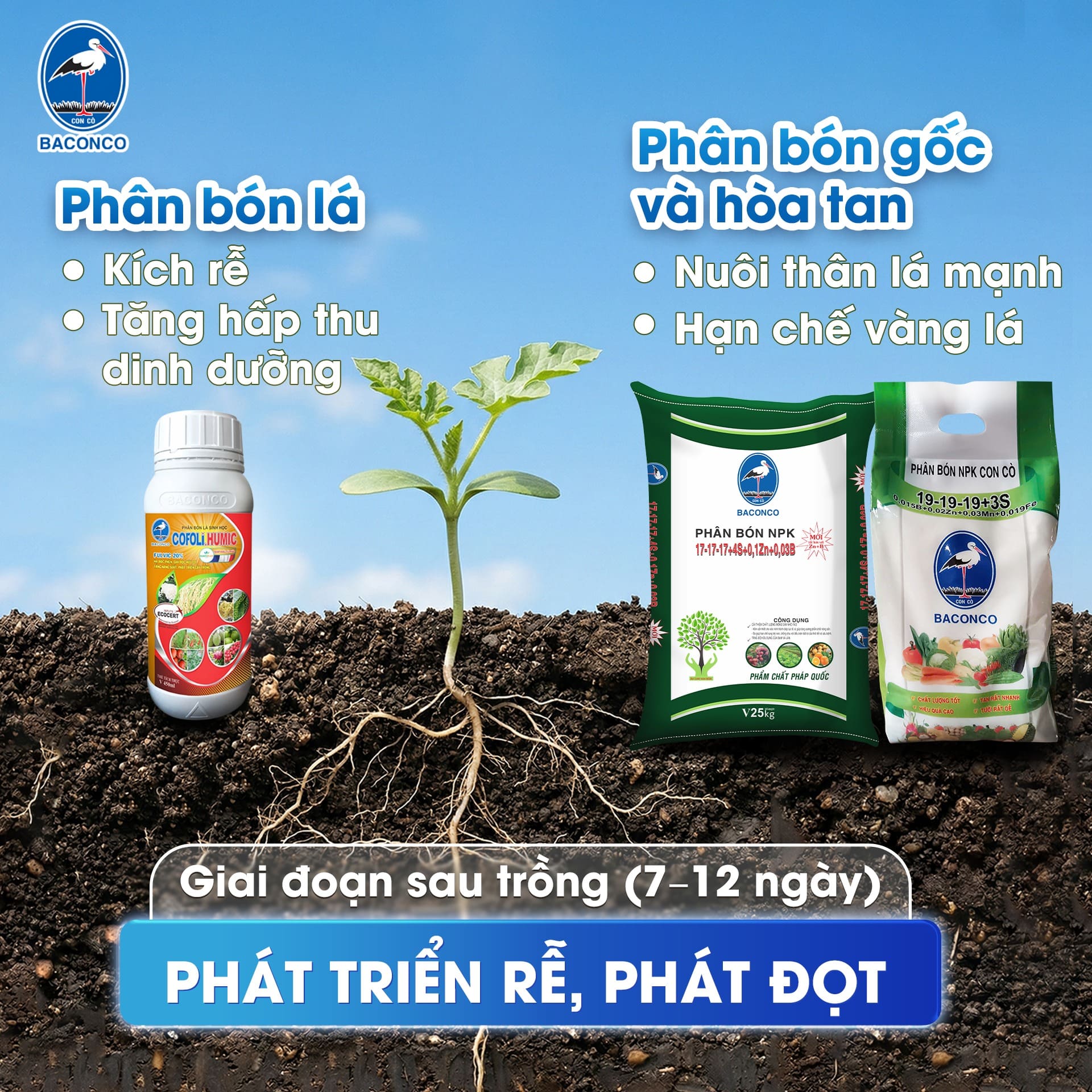 Giai đoạn sau trồng 712 ngày