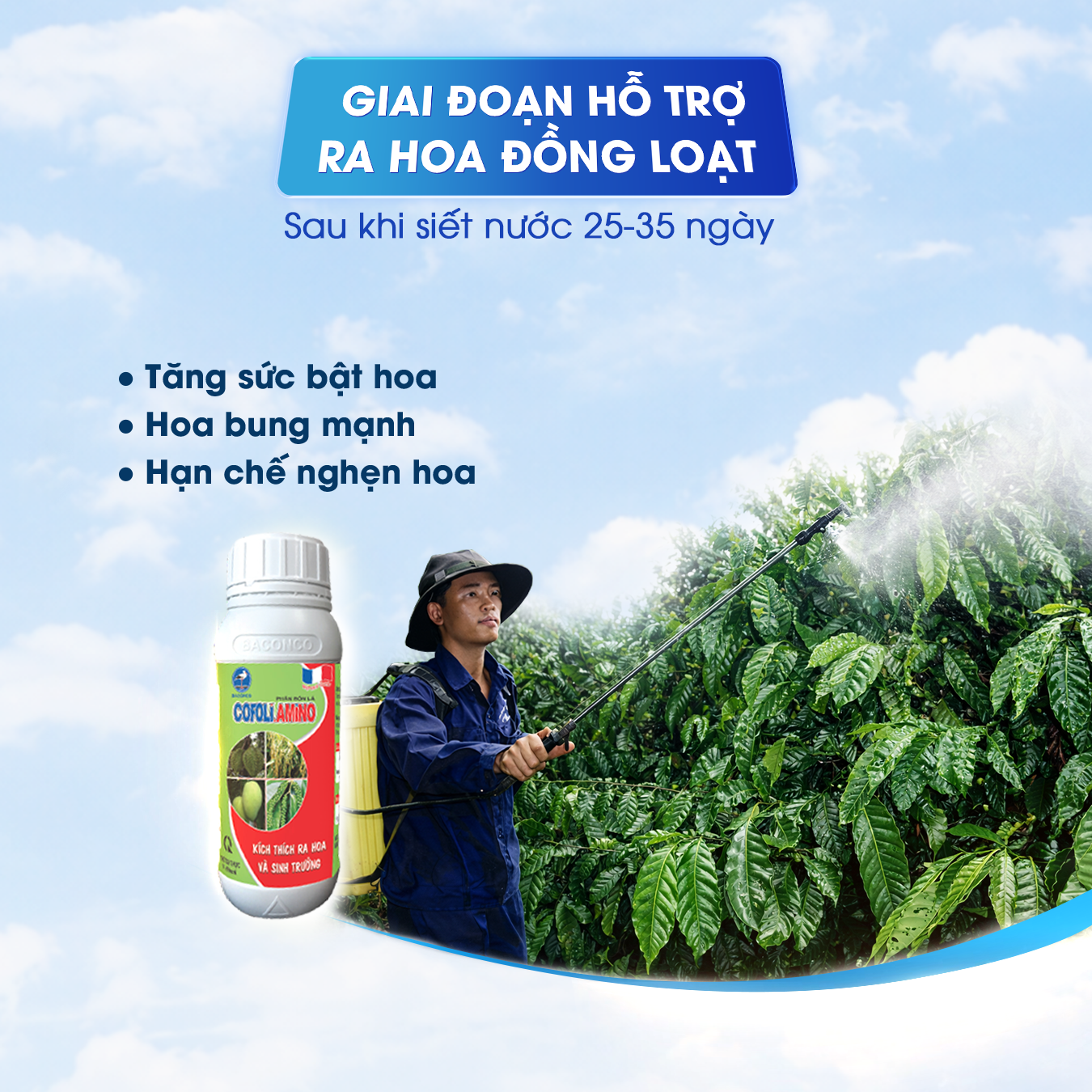 Giai đoạn hỗ trợ ra hoa đồng loạt