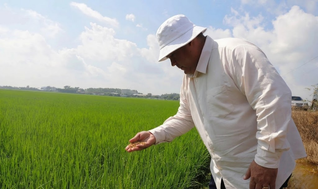 kiểm tra chất lượng lúa 