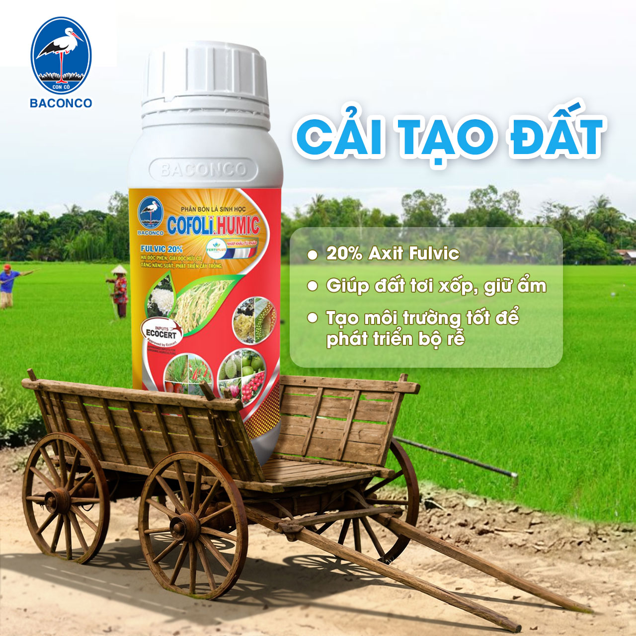 1. Cải tạo đất và tạo nền rễ khỏe với COFOLI HUMIC