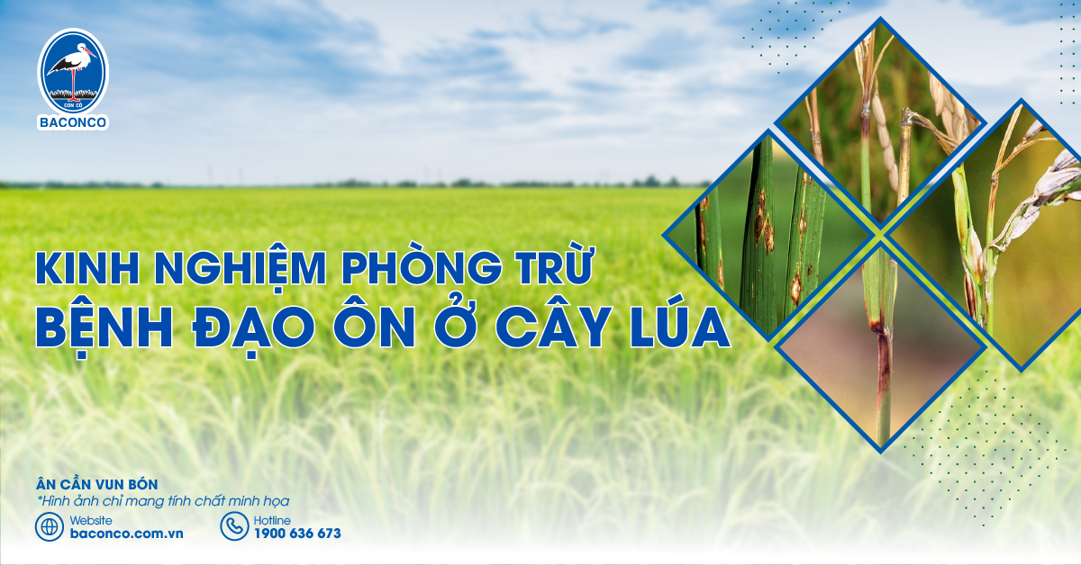 Kinh Nghiệm Phòng Trừ Bệnh Đạo Ôn Ở Cây Lúa