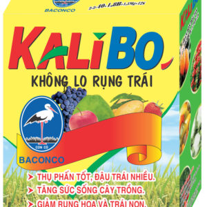 CON CÒ KALIBO