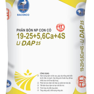 NP UDAP 19-25
