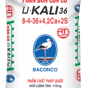 NPK CON CÒ U-KALI 36